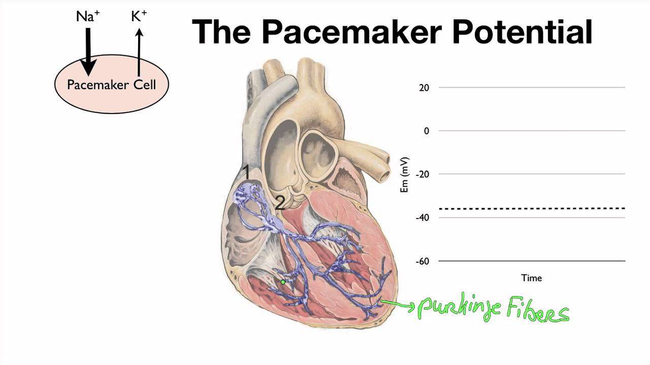 045 The Pacemaker Potential of the SA Node and the AV Node ...