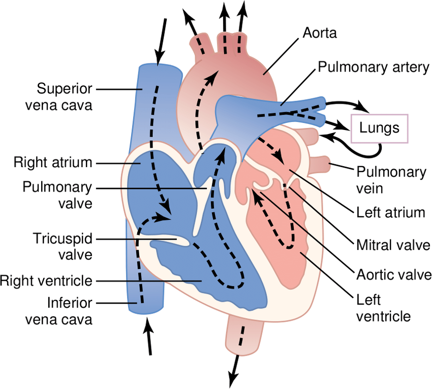1: Structure of the heart. Blood flow through the chambers ...