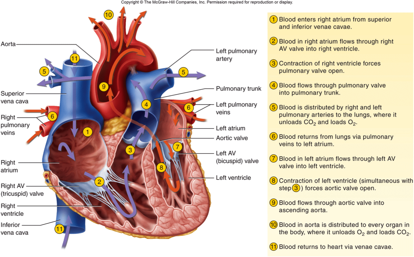 Normal heart anatomy and physiology need the atria and ventricles to work s...