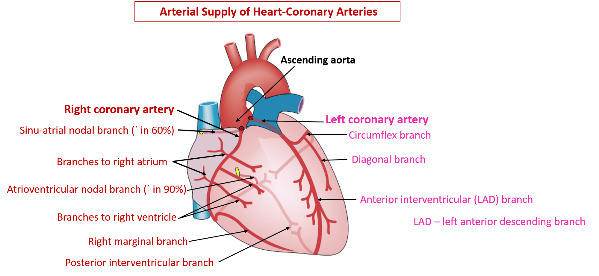 Blood Supply and Conducting System of Heart