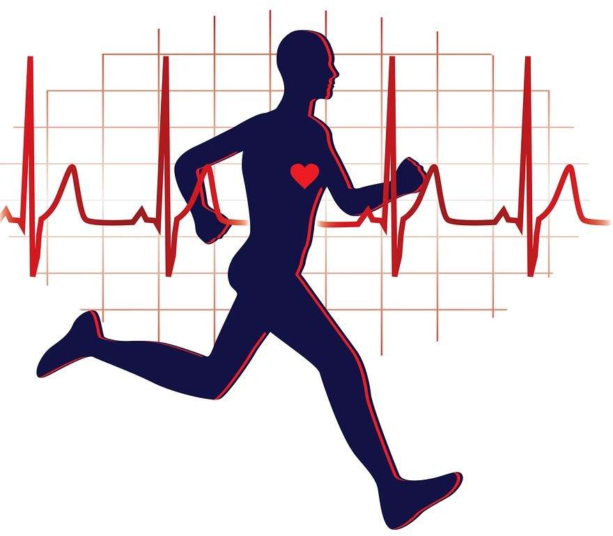 cardio training: heart rate (bpm)  Bodybuilding Wizard