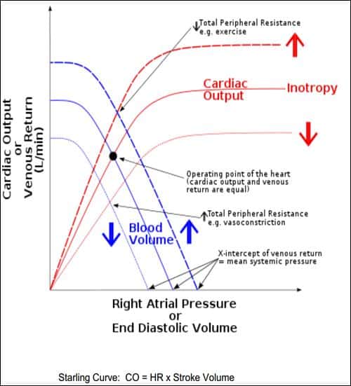 Cardiovascular Physiology and Shock