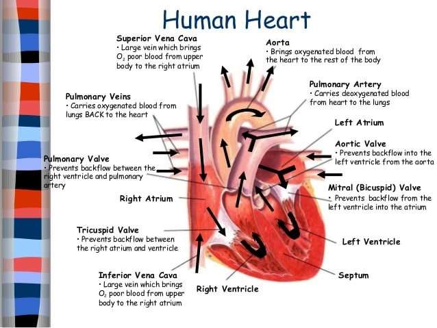 Circulation human heart shortened and revised