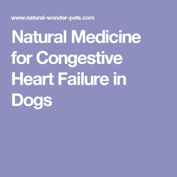 Congestive Heart Failure in Dogs and Cats Has a Natural Remedy (With ...