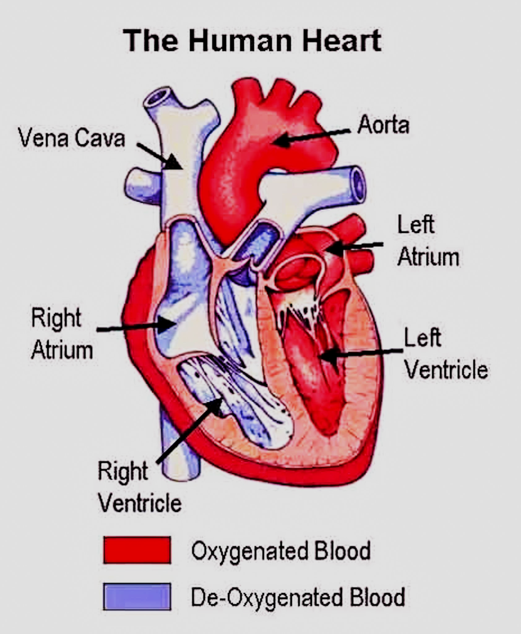 Deoxygenated blood is found in A Right ventricle B class ...