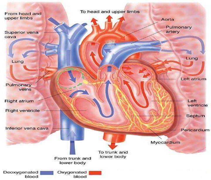 Did You Know?: What causes the sound of your heart beat
