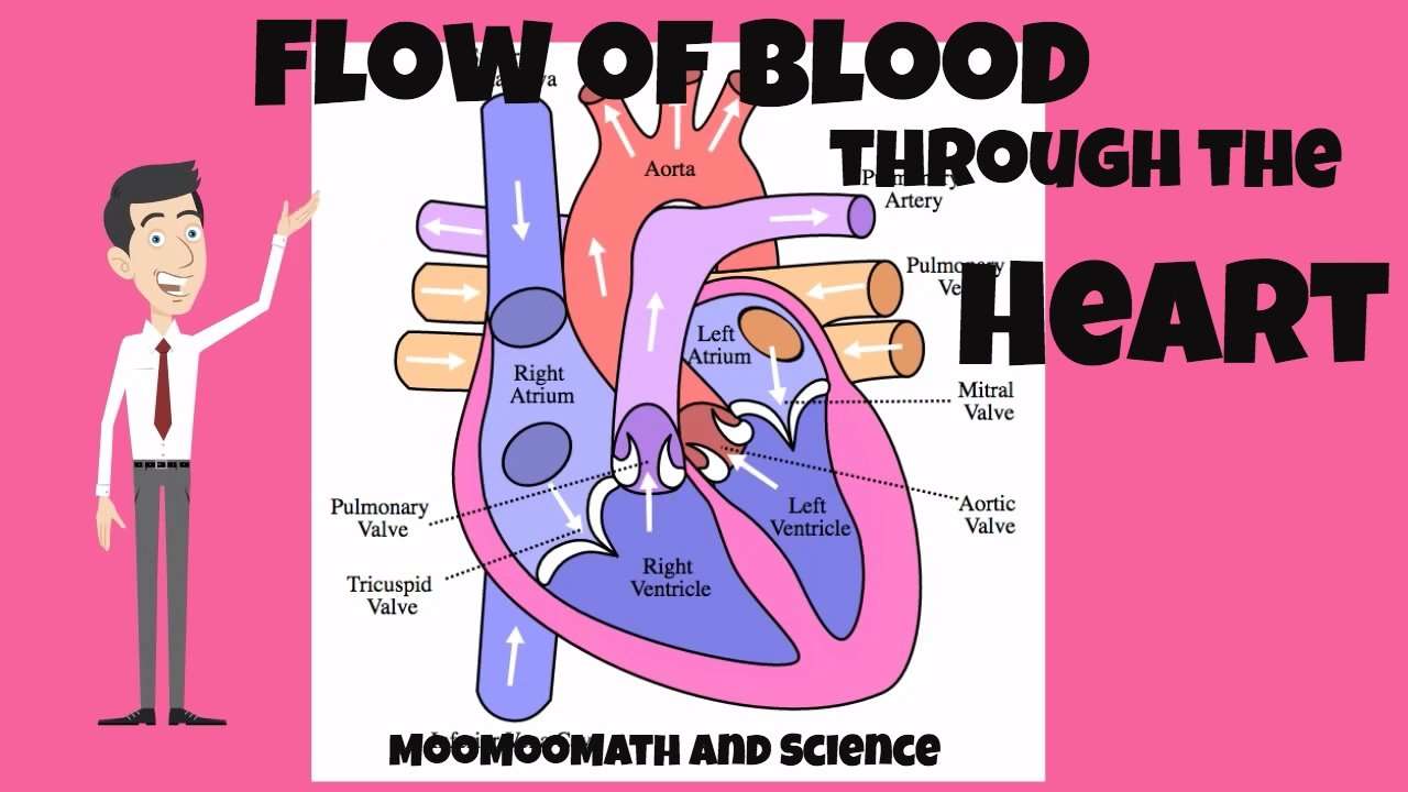 Flow of blood through the Heart