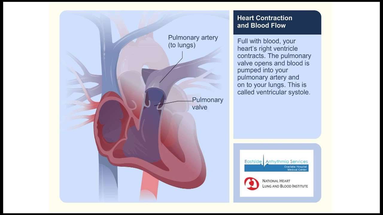 Heart Contraction and Blood Flow Video Animation