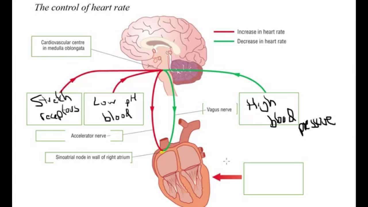 Hormonal and nervous control of heart rate