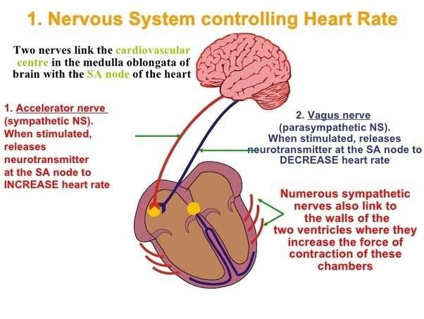 How many heartbeats is normal per minute? How does our ...
