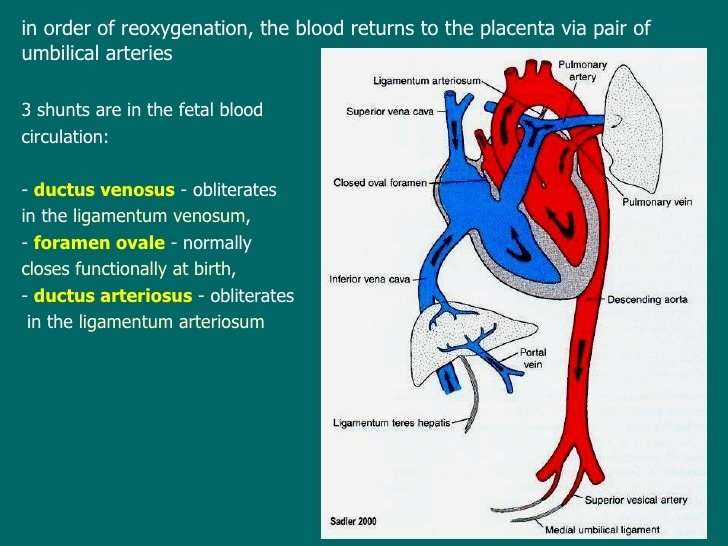 Lecture11 development of the heart and blood vessels