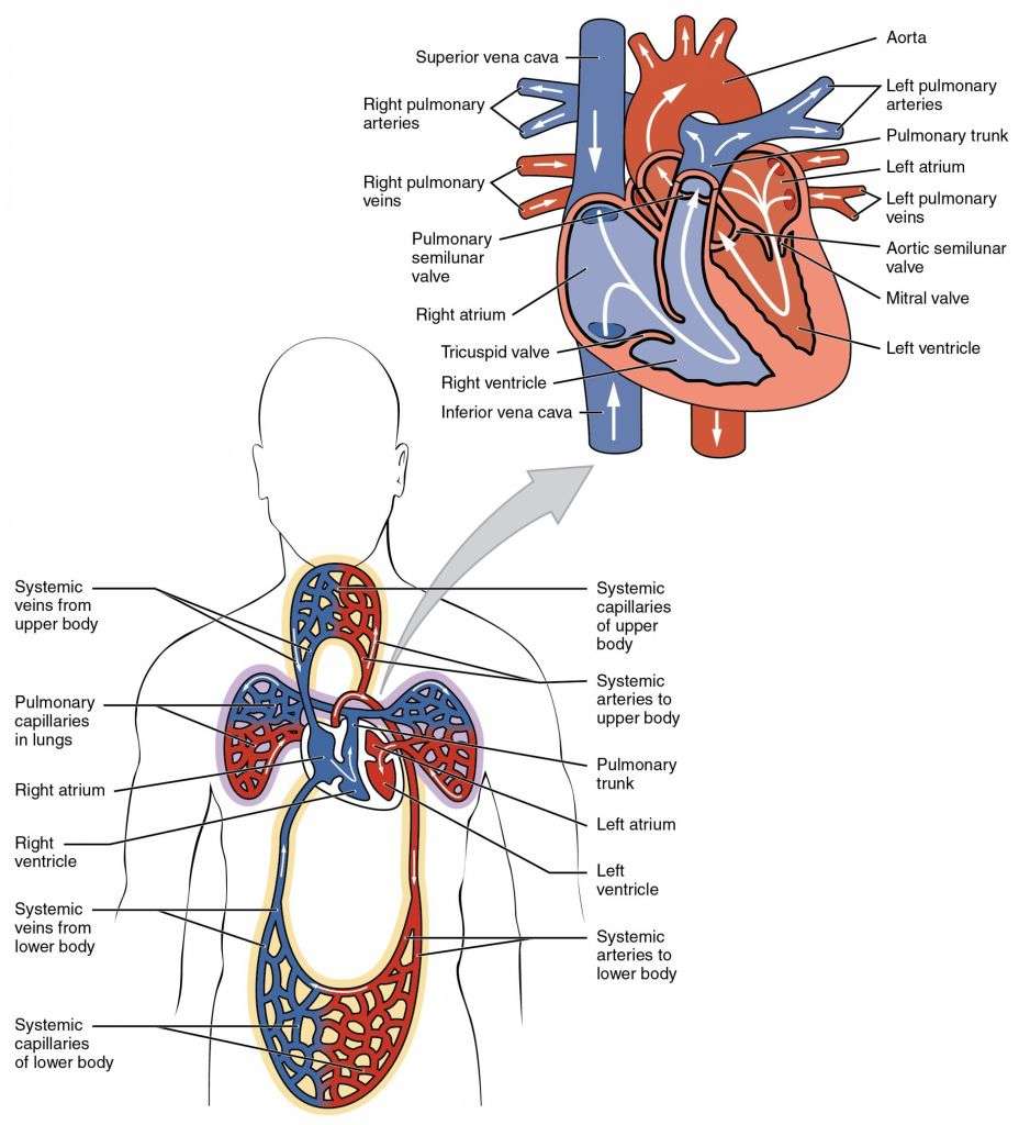 Pulmonary Circulation Diagram â UNTPIKAPPS