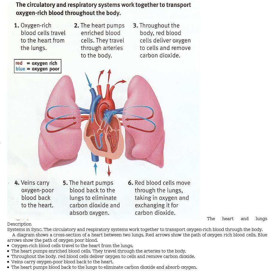 Sample 1: Heart and Lung Diagram