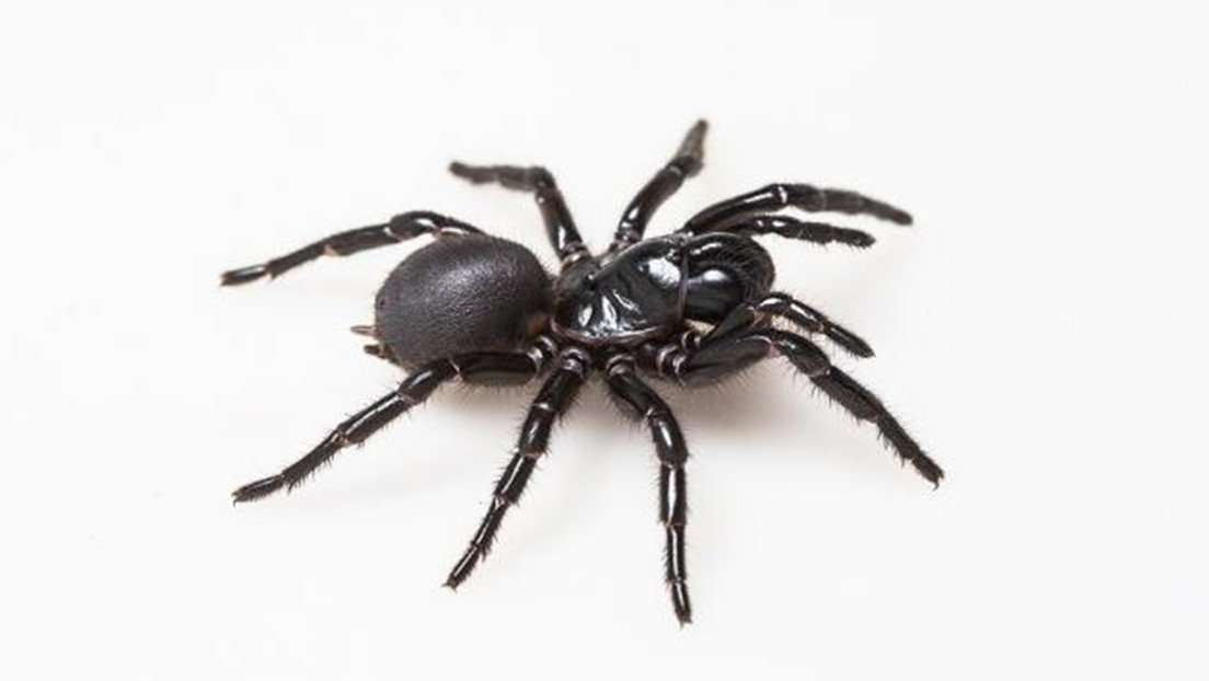 Scientists discover deadly spider venom could 