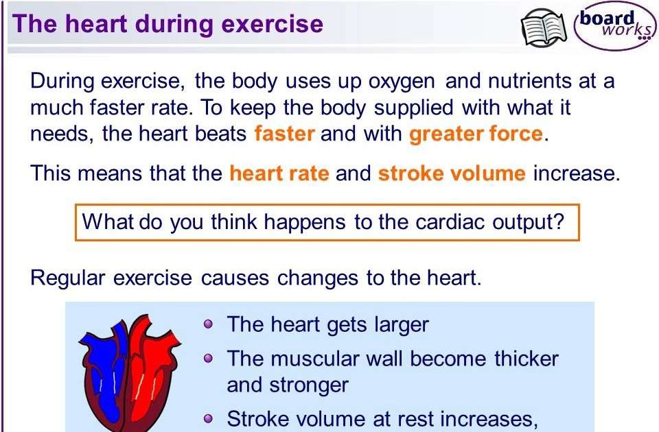 Should Your Heart Rate Increase During Exercise ...