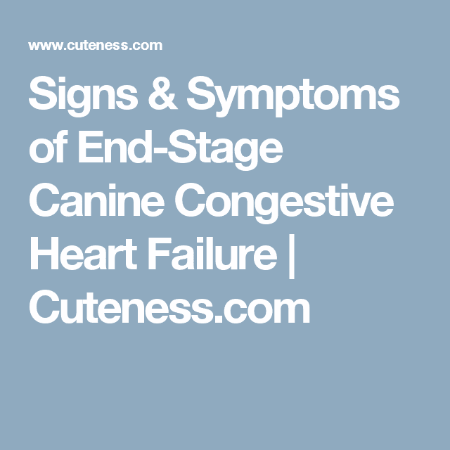 Signs Symptoms Of End Stage Canine Congestive Heart
