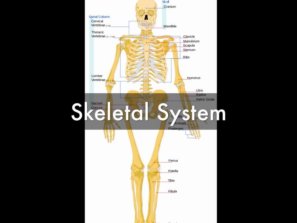 Skeletal System by Megan L.