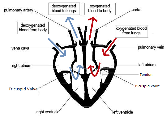 The Heart and Blood Vessels :: lcbiology