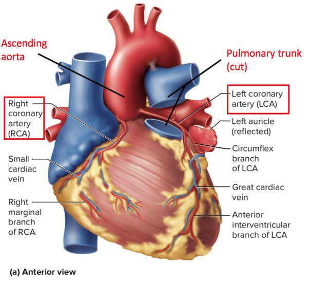 The heart has two major arteries. Both of these carry ...