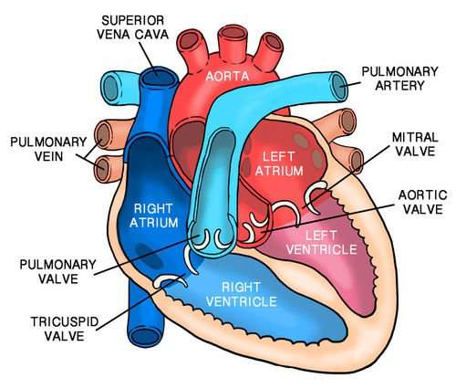 The right side of the heart pumps deoxygenated blood into ...