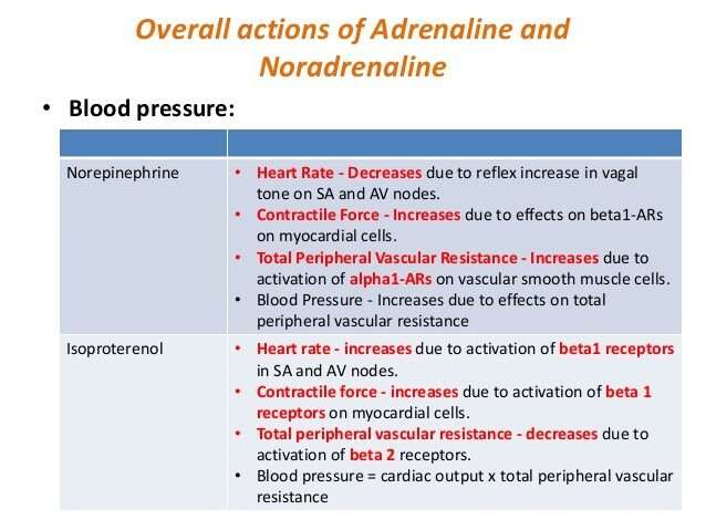 What is the effect of norepinephrine on the heart ...