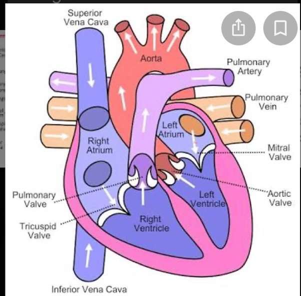 Which side of the heart contains the oxygen rich blood ...